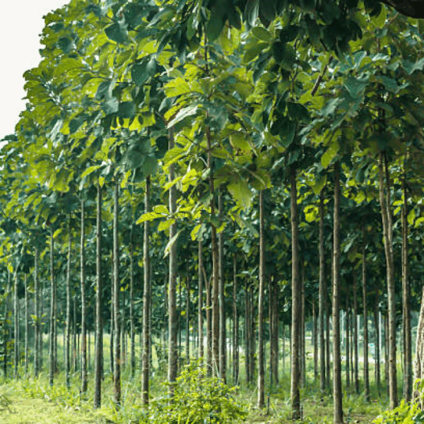 Teak 10 Plants Investment – Anamaduwa