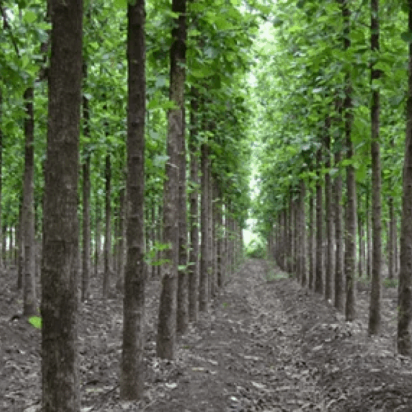 Teak 15 Plants Investment – Anamaduwa