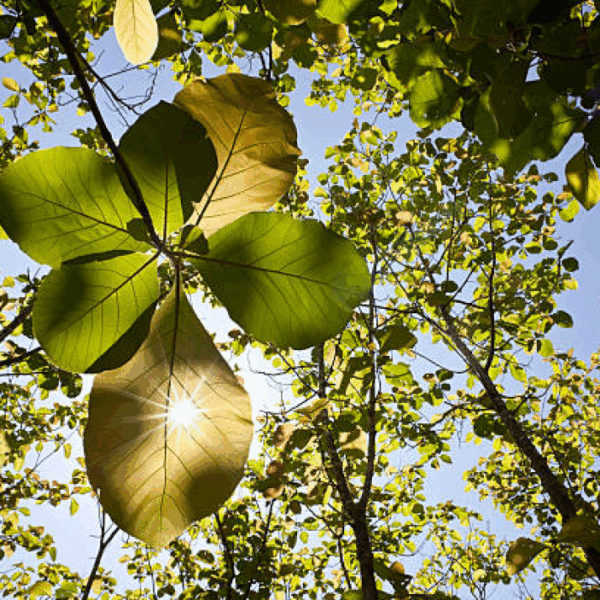 Teak 5 Plants Investment – Anamaduwa