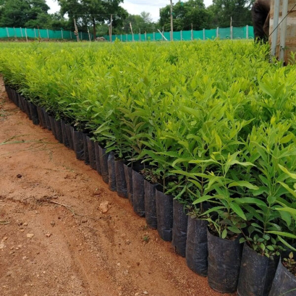 Sandalwood 15 Plants Investment – Beliatta