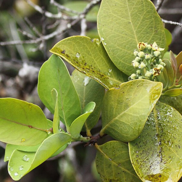 Sandalwood 5 Plants Investment – Beliatta