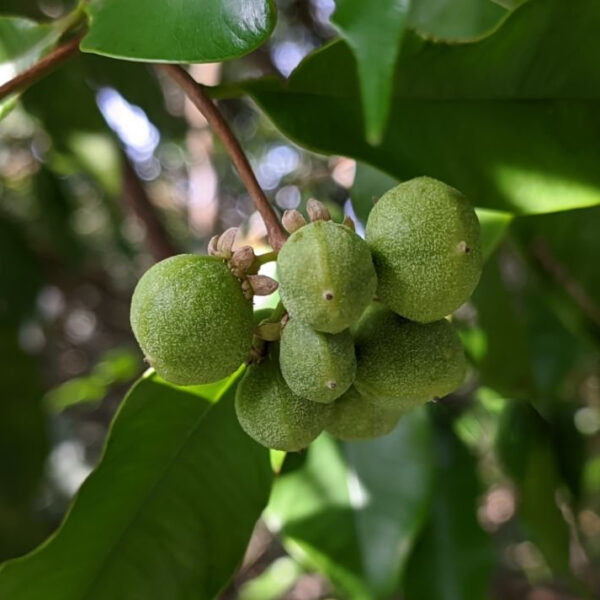 Agarwood 10 Plants Investment - Nivithigala