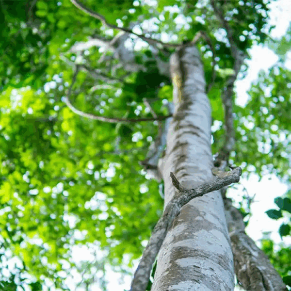 Agarwood 5 Plants Investment - Nivithigala