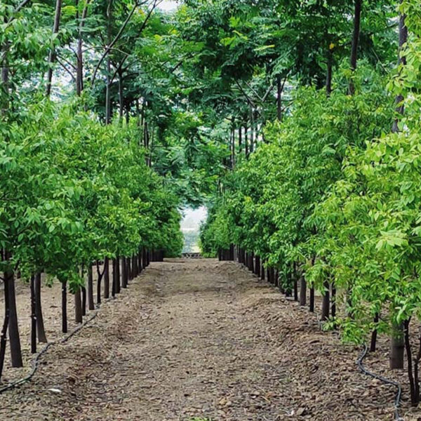 Sandalwood 10 Plants Investment – Beliatta