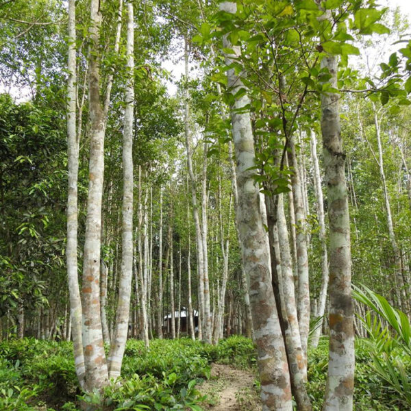 Agarwood 20 Plants Investment – Nivithigala