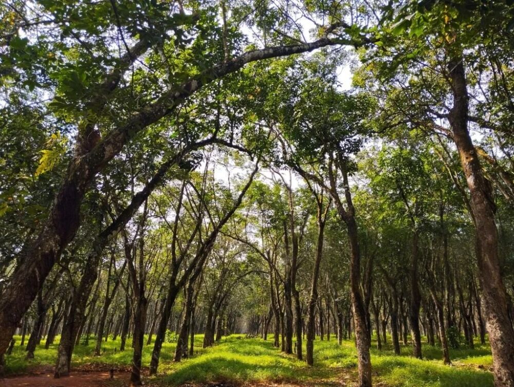 Sandalwood 20 Plants Investment – Beliatta