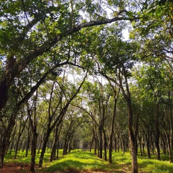 Sandalwood 20 Plants Investment – Beliatta